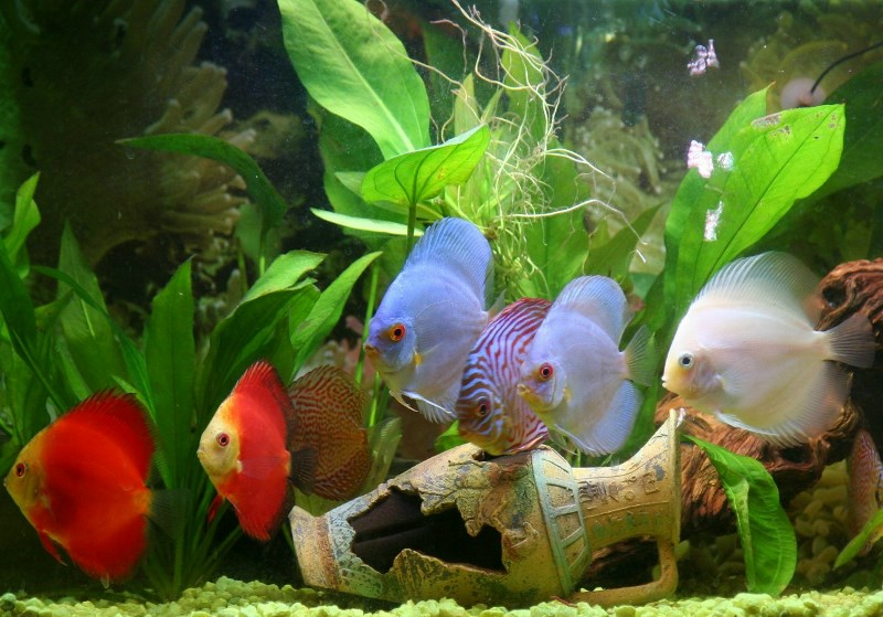 *Assorted Discus Fish - 2.5 inch